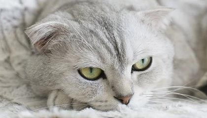 九游娱乐官网 (jiuyou)-【录像解析】经典犯规事件与规则重新解读，犯规术语