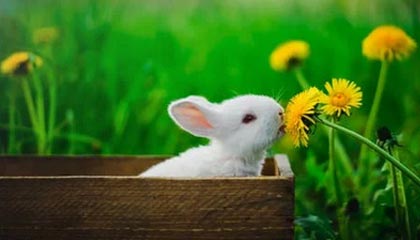 九游娱乐官网 (jiuyou)-【录像解析】经典犯规事件与规则重新解读，犯规术语