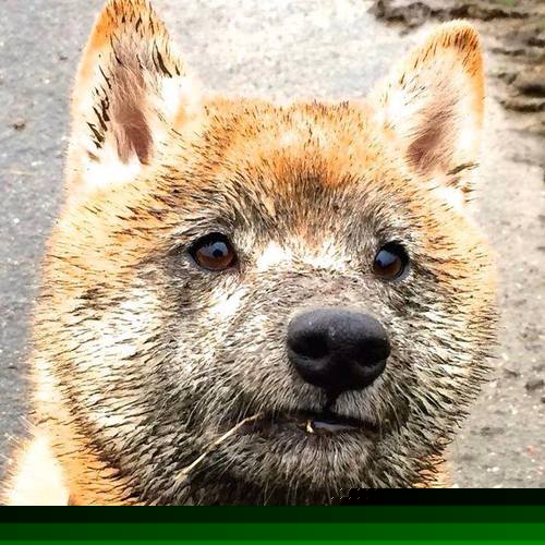 九游官网下载电脑版-【绝杀瞬间】最后一球定义胜负，现场激动沸腾，最后一球是真实事件吗