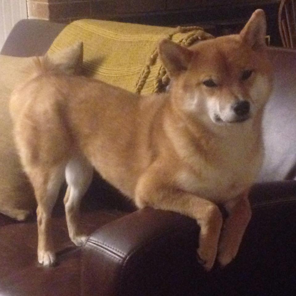 JIUYOU GAMING-全国青少年“篮动未来”线上技能比赛激烈角逐，发掘新星，篮动中国2021