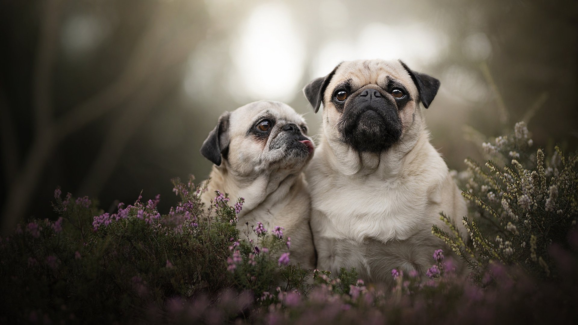 九游app官网下载-广场舞服饰市场需求增长，广场舞市场分析