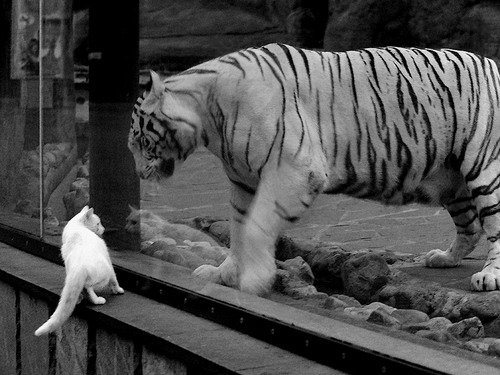 九游（jiuyou.com）游戏-球迷激情助威营造火热氛围，球迷助威视频