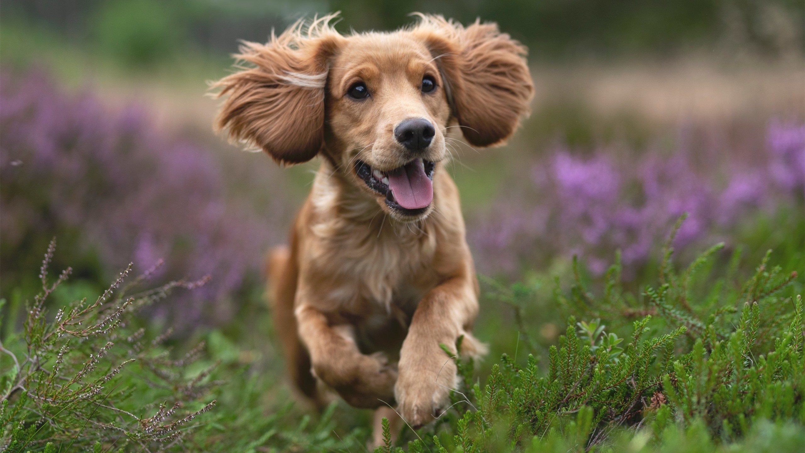 九游app下载中心-J联赛川崎前锋横滨水手积分榜竞争，川崎前锋 横滨