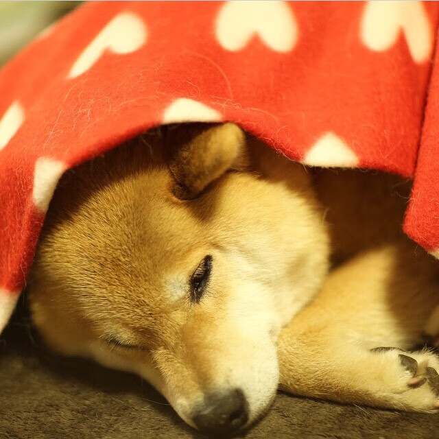 九游-克里米亚球队签约欧洲名帅，豪言冲击冠军，克里米亚到底属于谁