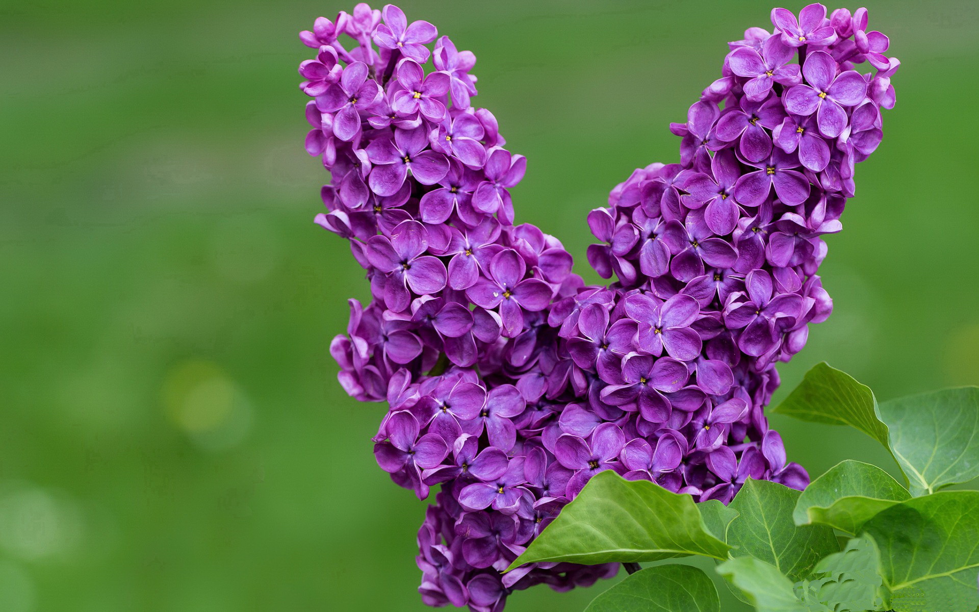 九游网游官网-巴朗加国王赛季开局强劲，巴朗sat