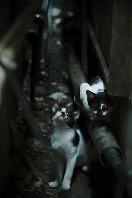 JiuyouAPP下载-布莱顿客场大败，保级形势岌岌可危，布莱顿引援