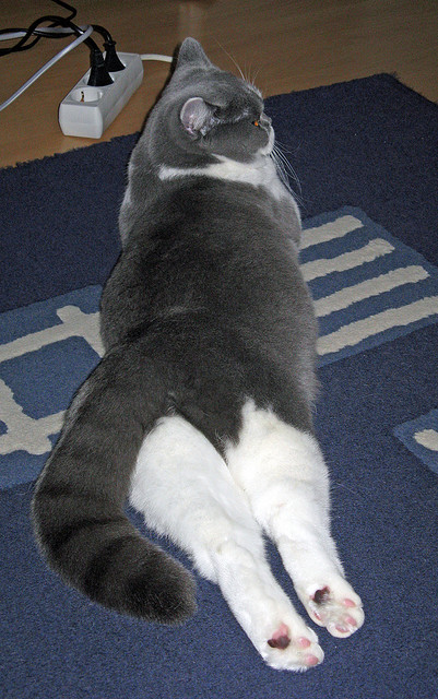 独立队防守表现提升,《独立大队》