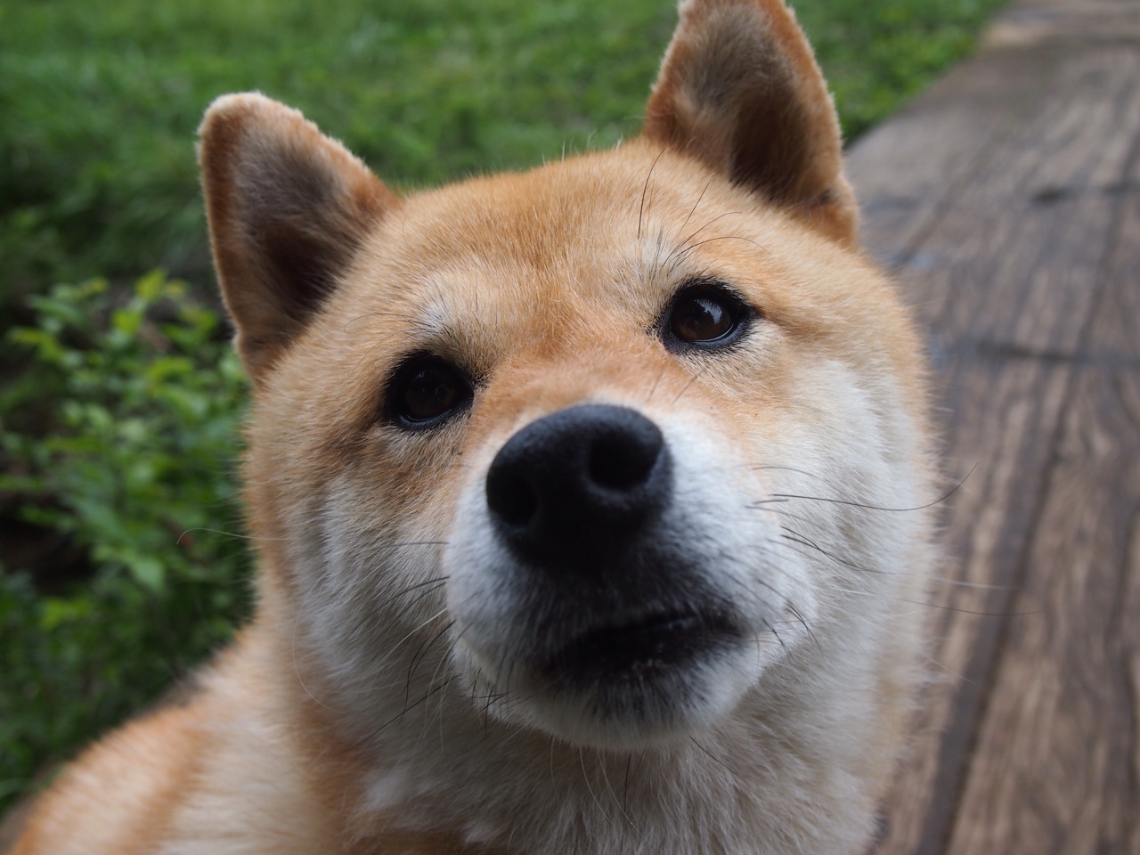 Jiuyou-秘鲁队斩获胜利 哈萨克斯坦惨败，秘鲁近期战绩