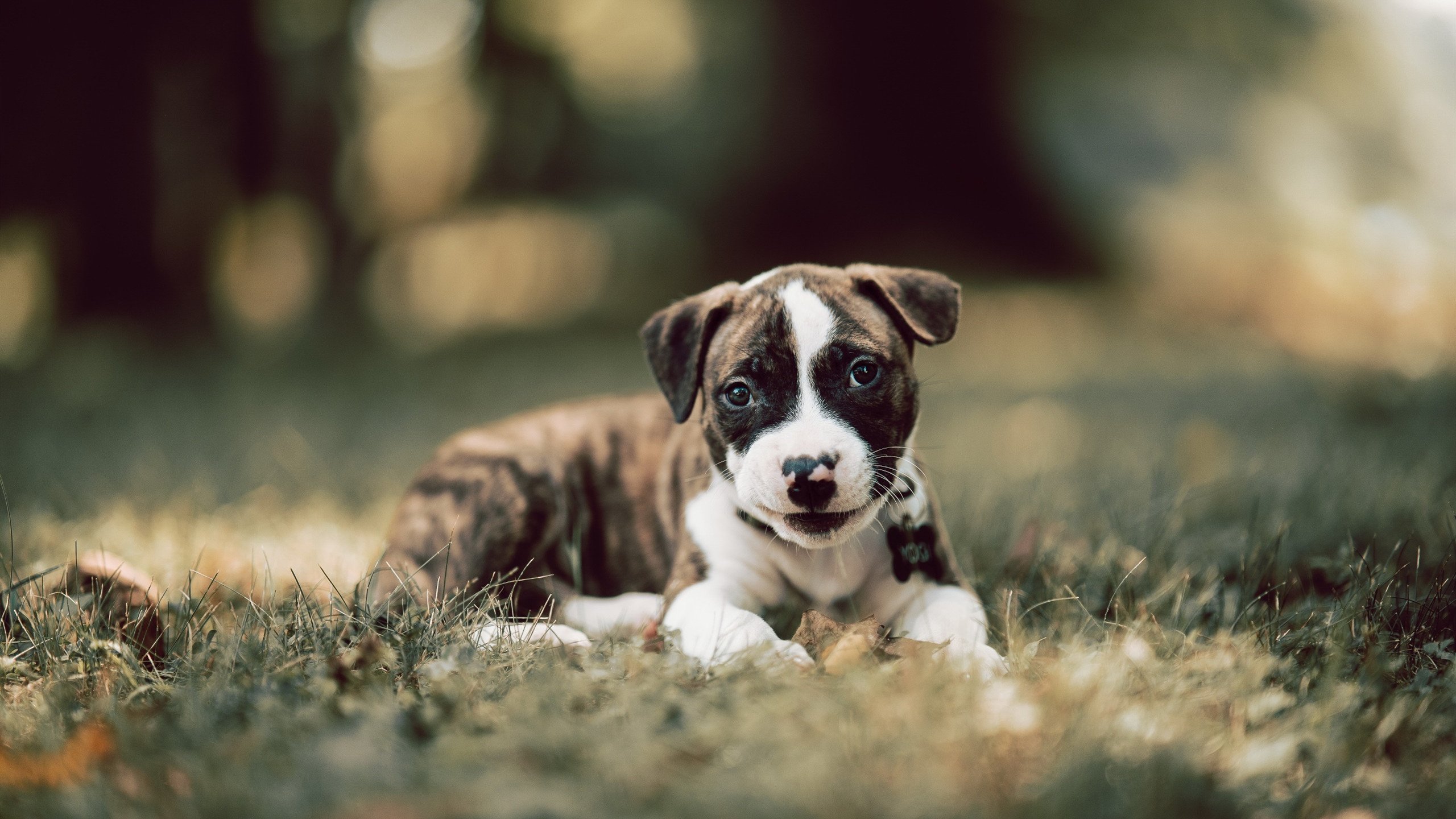 九游网页版官网-阵容稳固战术明智联防联攻取胜，明智rank7