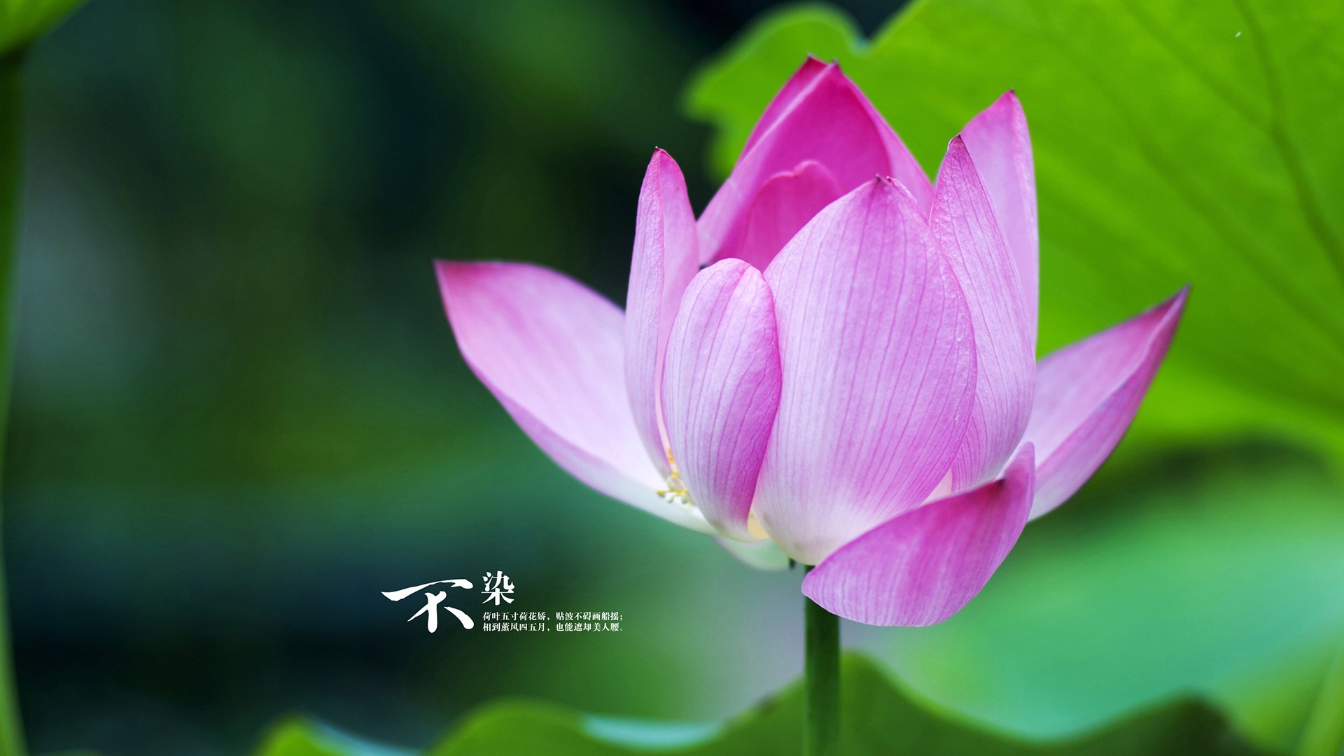 九游9游-阿森纳门将莱诺多次神勇扑救，保住球门不失，莱诺阿森纳什么水平