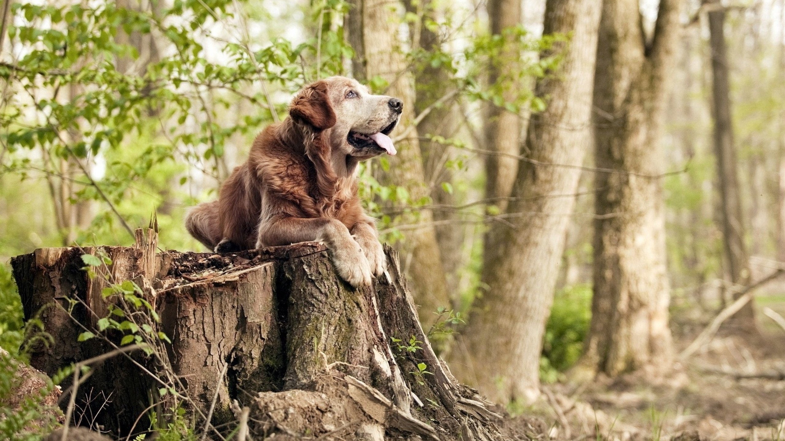 九游app下载中心-雷霆击败雄鹿，关键一役中亚历山大末节爆发，亚历山大33分雷霆险胜公牛