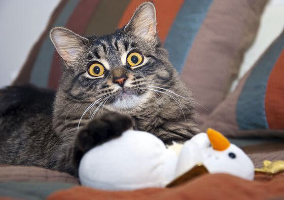 九游娱乐APP-体育新闻传播平台用户增长策略优化，专业体育新闻app哪个好