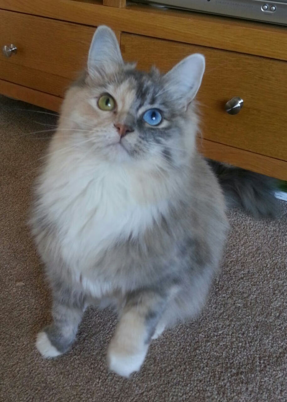 九游娱乐(jiuyou)官网-中美蝶泳转身前滑行长度对比图出炉，蝶泳划臂路线