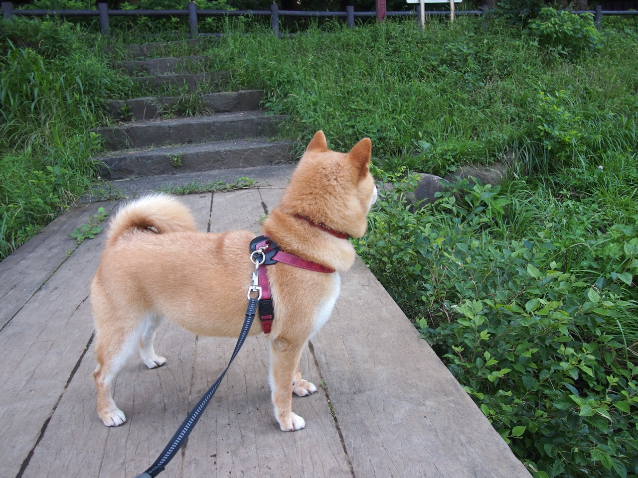 Jiuyou-凯尔特人球员日常饮食计划曝光，凯尔特人现役当家球星