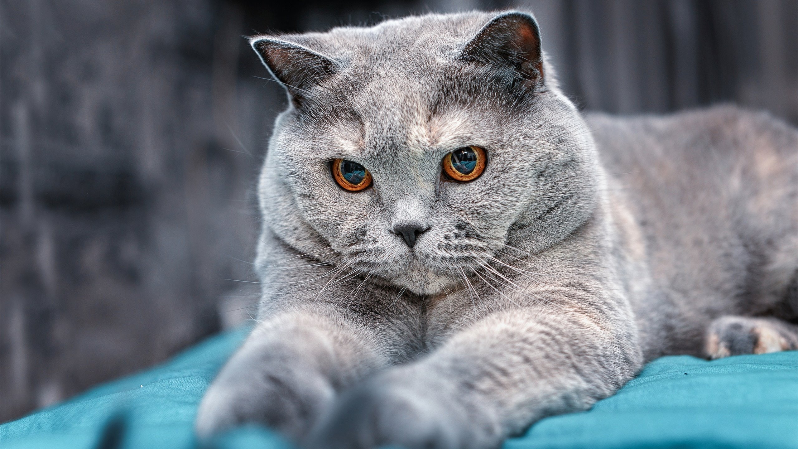 九游电脑版-巴尔：全黑队的中场支柱，每次抢断和传球都为球队创造进攻机会