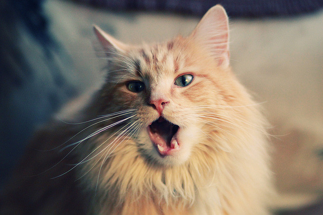 九游（jiuyou.com）游戏-自由泳短距离韩国选手冲入前列，自由泳韩国教学视频