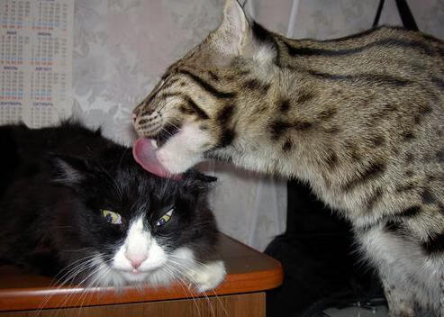 九游登录中心-阿根廷年轻球员崭露头角，国家队未来充满希望